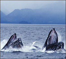 baleine.jpg (17615 octets)