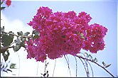 bougainville.jpg (4761 octets)