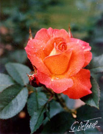 Rose Bernadette-Chirac : photo Gralde Degrave