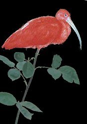 longbird.jpg (6363 octets)